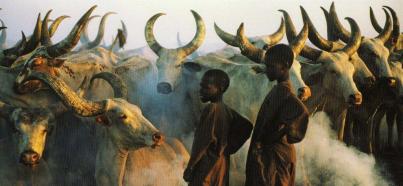 cattle-africa